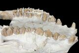 7.4" Oreodont (Merycoidodon) Partial Skull - Wyoming - #123184-6